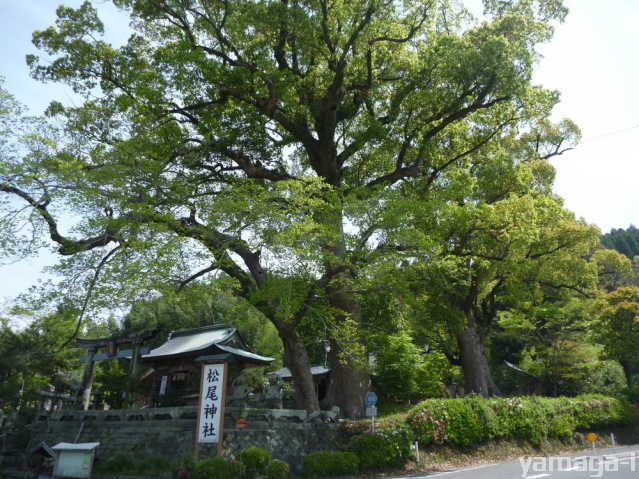 松尾神社の楠