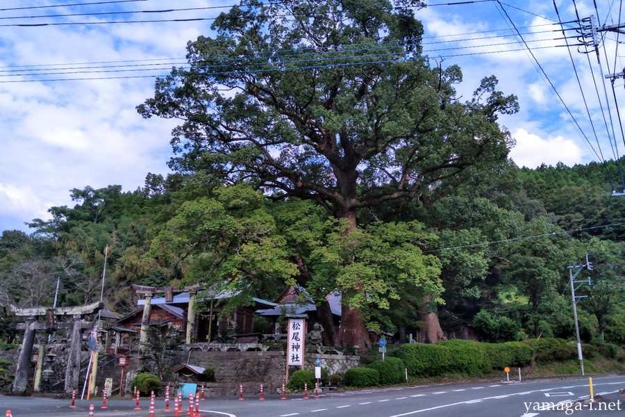 松尾神社の樹木群