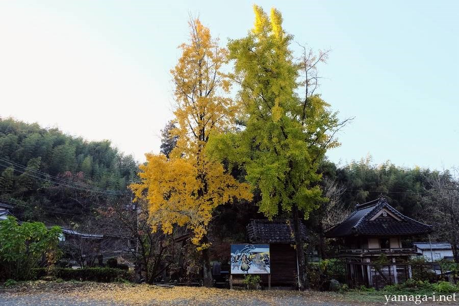 日輪寺の色づくいちょうの木